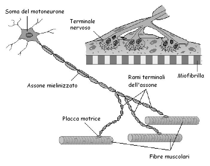 Basi anatomofisiologiche: l unità motoria Il territorio di un unità motoria occupa nella maggior parte dei muscoli solo una piccola parte dell area di sezione dello stesso.