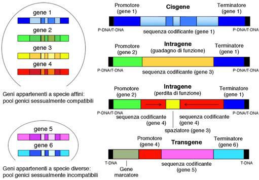 è presente nella specie donatrice, mentre con l intragenesi si assemblano sequenze (regione codificante, promotore e terminatore) provenienti da più geni.
