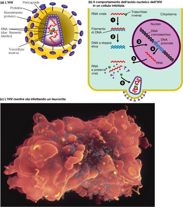 RETROVIRUS (a RNA a singola elica)