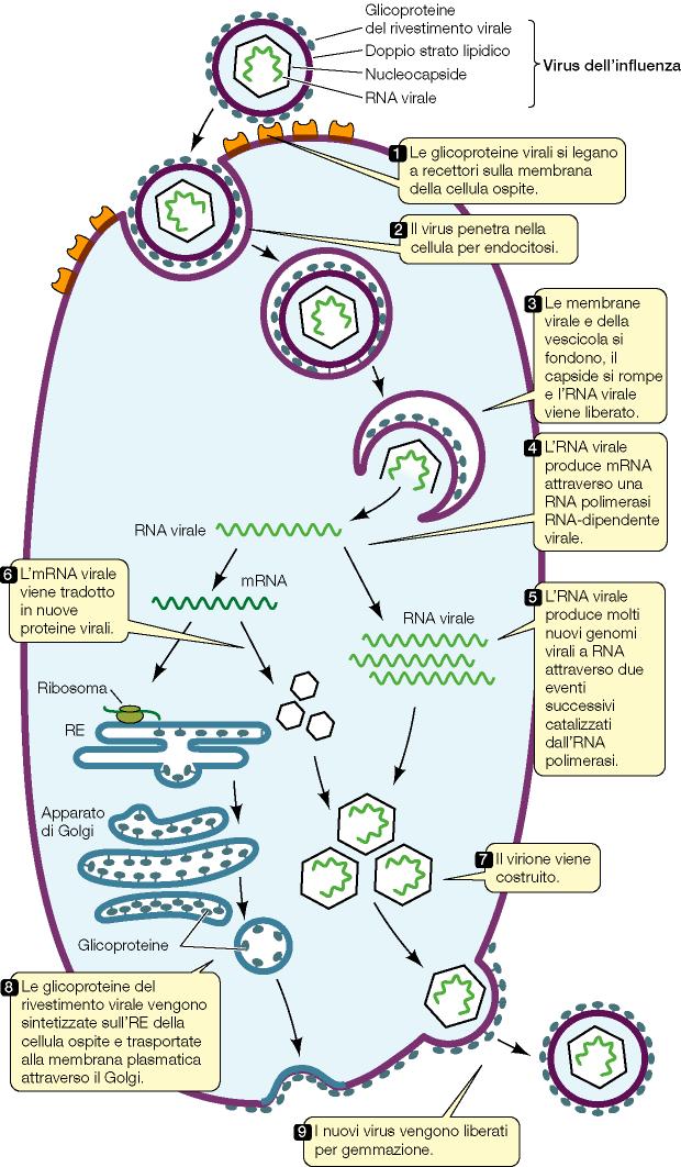 Virus dell