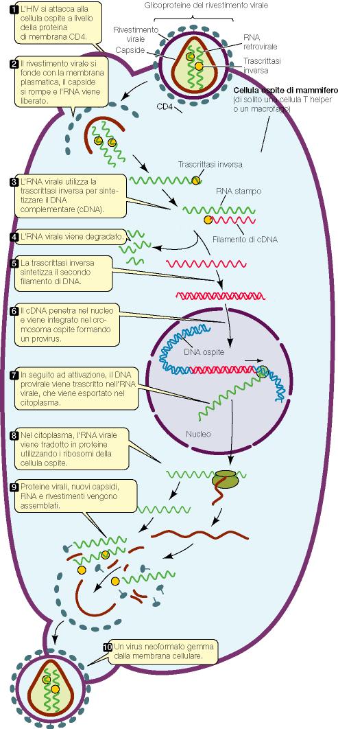 HIV (Human