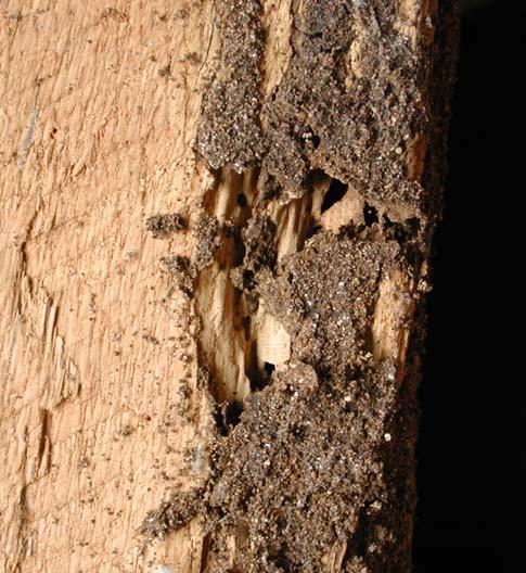 Infatti, abbattendo lo zoccolo del pilastro è stata trovata una colonia attiva della specie termitica citata (figg.