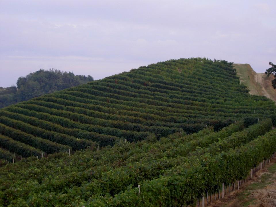 GIORGIO GALLESIO - GIORNALE DI VIAGGIO IN PIEMONTE Il Brachetto rivaleggia con la Fuella ; esso ancora è di due razze, una ha una allegagione diseguale e perciò una maturità inegualissima avendo