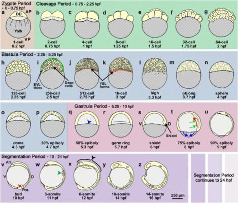 Sviluppo embrionale = Proliferazione, differenziamento, migrazione cellulare 7 Stesso