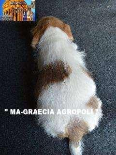 (***) MA-GRAECIA