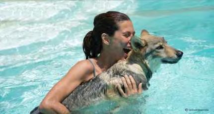 Occorre avere coerenza, presenza e calma. I cani sanno sempre quale, fra di loro, va considerato una guida, un maestro di saggezza.