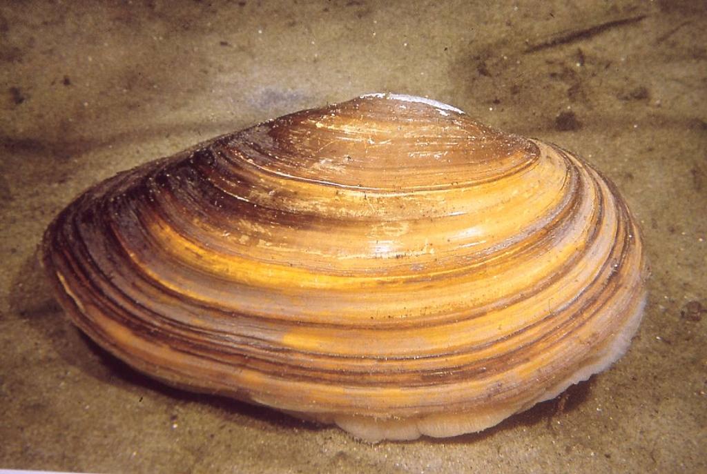 Mollusco