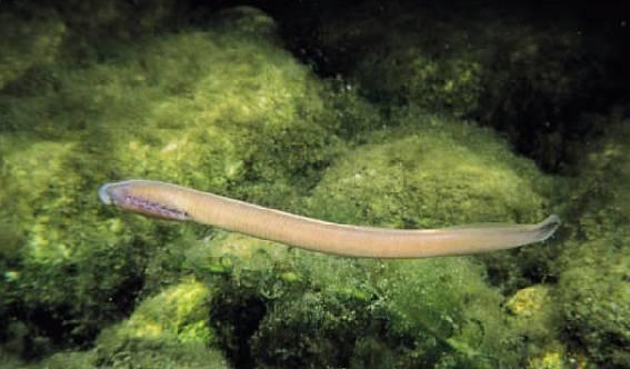 La lampreda padana non è un pesce ma una agnato.