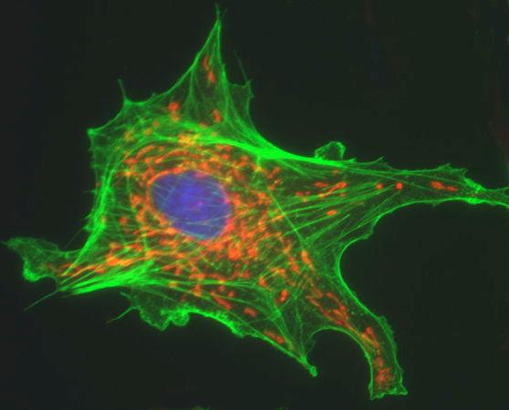 A mammalian epithelial tissue culture cell with mitochondria labeled red, actin