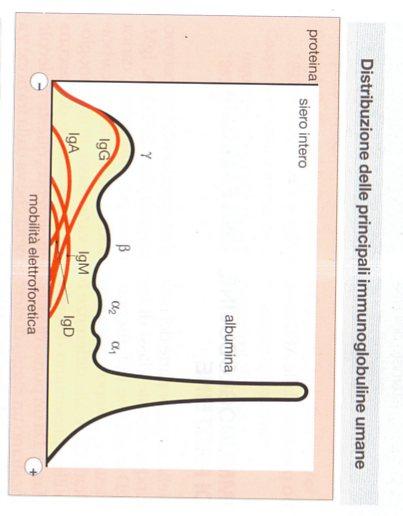 globuline protidogramma Ig = frazione
