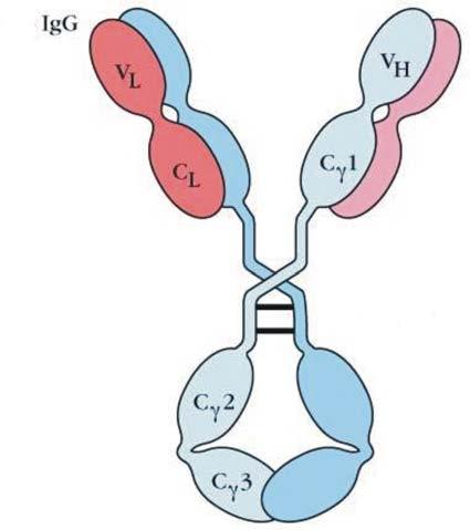 Immunoglobulina G (IgG) monomero di 150KDa, con distribuzione intravascolare ed extravascolare. Ig più numerose:70-75% delle Ig totali.