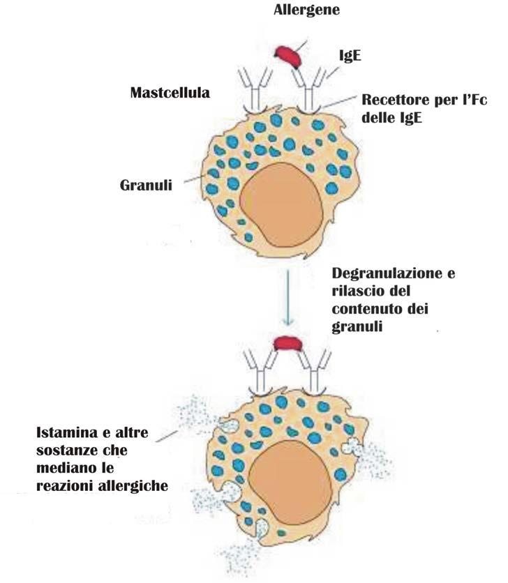 Mastociti e basofili attivati