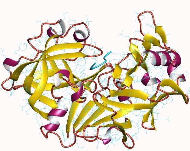 La pepsina è una proteina