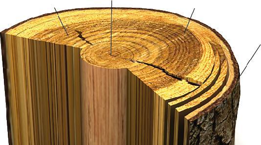 Il tronco parte legnosa midollo anelli di accrescimento corteccia