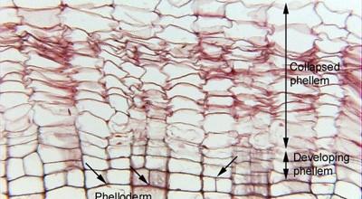 sughero felloderma Cambio subero-fellodermico o fellogeno produce sughero verso l esterno e felloderma verso l interno Il cambio