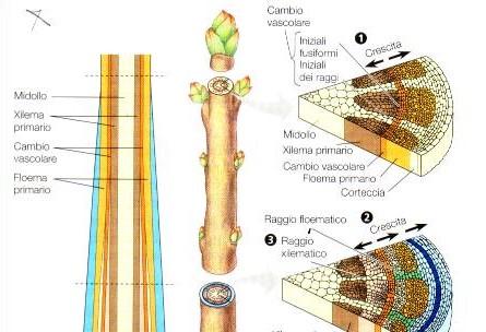 1 inizia a svilupparsi il cambio vascolare 2 inizia la crescita secondaria 3 le iniziali dei raggi del cambio danno origine ai raggi floematici e