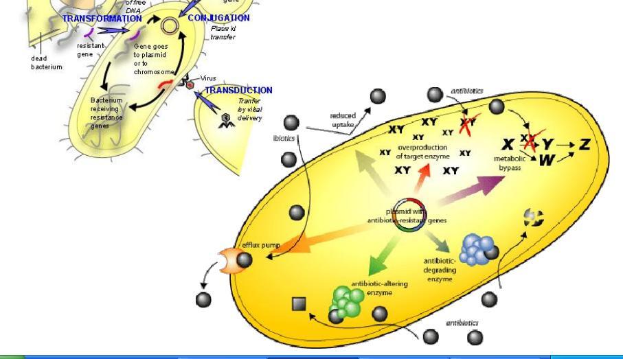 ANTIBIOTICO RESISTENZA L antibiotico resistenza è una proprietà