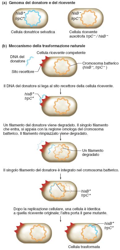 La trasformazione: