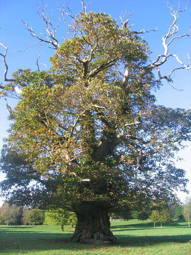 La caduta delle branche è un fenomeno fisiologico naturale : Autopotatura nei