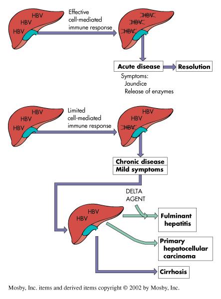 Principali determinanti di infezione acuta e cronica da HBV. HBV infetta il fegato ma non causa citopatologia diretta.