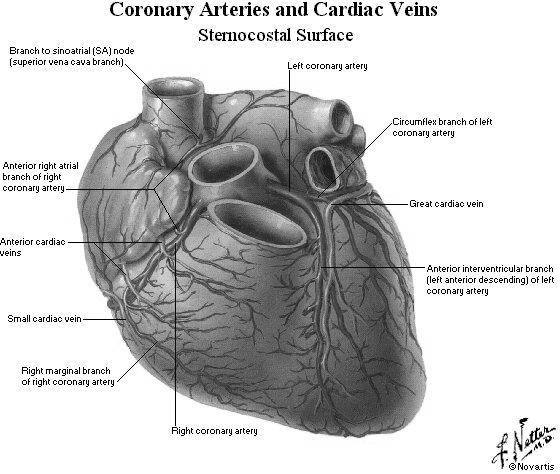 CORSO INTEGRATO DI MALATTIE CARDIOVASCOLARI E RESPIRATORIE La Cardiopatia ischemica Il