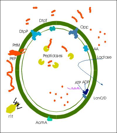 ATTIVITÀ PRO-TECNOLOGICHE DEI BATTERI LATTICI ACIDIFICANTE PROTEOLITICA PEPTIDOLITICA