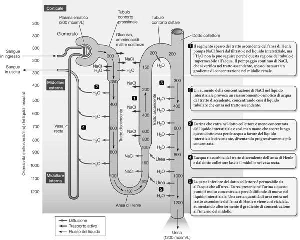 Trasporto NaCl e acqua è sotto il controllo ormonale attraverso le acquaporine Il liquido diventa sempre più iperosmotico dovuto al