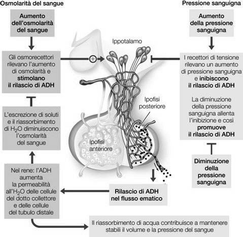 VASOPRESSINA Funzione endocrina Il rene non solo è l organo bersaglio di ormoni che controllano l escrezione di acqua ed elettroliti a seconda del bisogno dell