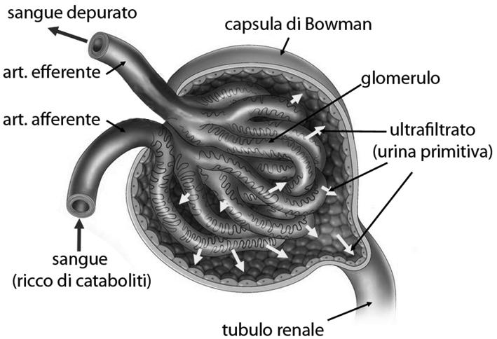 q Funzione endocrina q Contributo alla gluconeogenesi in concerto con il fegato L unità funzionale del rene è il nefrone, formato dal glomerulo e dal tratto tubulare, a sua volta costituito dal