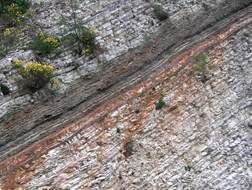 cibavano. Nel Monte Nerone esistono vari strati che contengono resti di pesci o di altri fossili marini, uno dei quali è il livello Bonarelli.