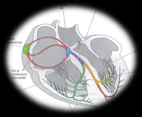 Na+ dipendenti Cellule con attività meccanica Miocardio Comune tramite le cellule pacemaker e per contiguità >