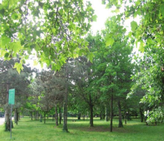 particolare del parco : spazio verde di proprietà della clinica Mater Domini.