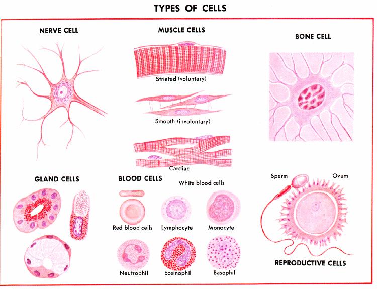 Alcune cellule