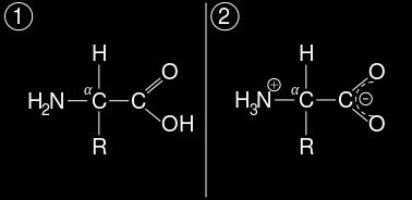 Amminoacidi 21 tipi diversi di α-aminoacidi negli eucarioti Scheletro comune, diverse catene laterali R