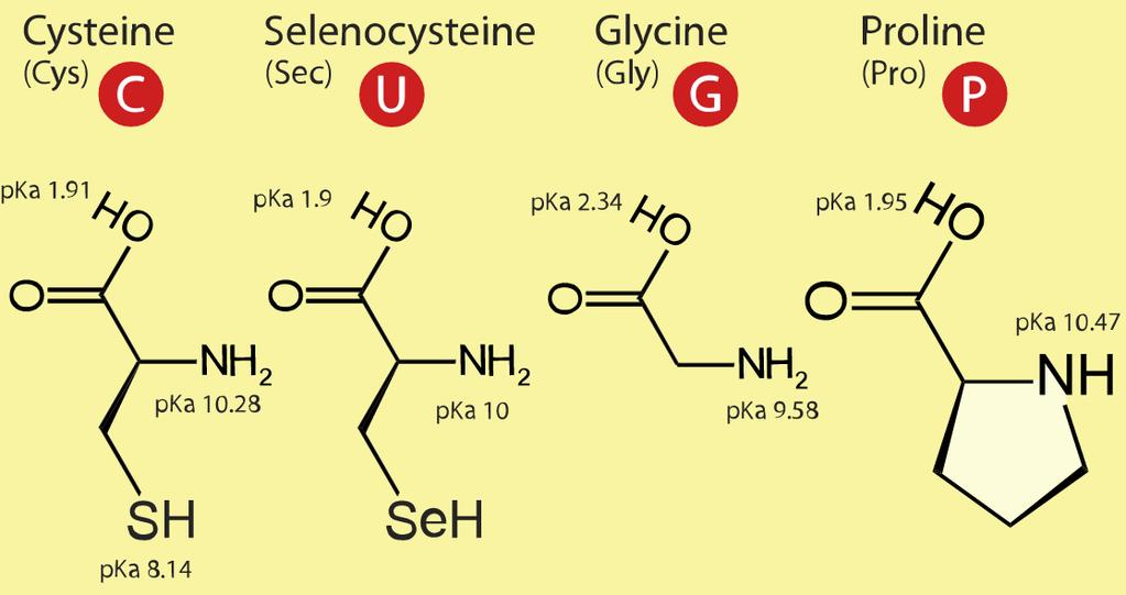 Amminoacidi Speciali C: contiene il gruppo tiolo (SH), è polare e utilizzata per legami disulfidici G: