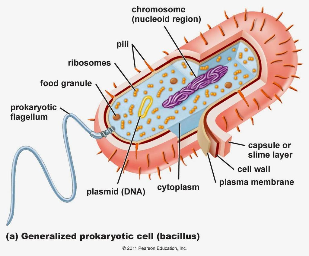 Struttura di batterio (procariote) Più piccole e semplici delle cellule eucariote (1-100 micron) Capsula: rivestimento esterno Parete cellulare: rivestimento intermedio (più rigido della capsula)