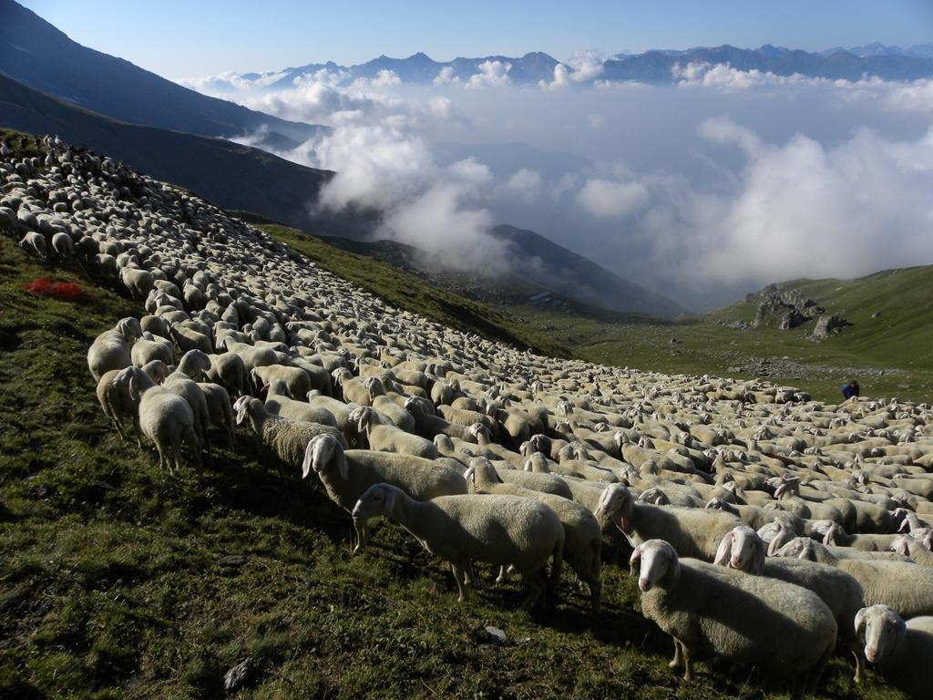 In questo contesto di politica comunitaria la zootecnia dei territori montani del Piemonte è una risorsa in