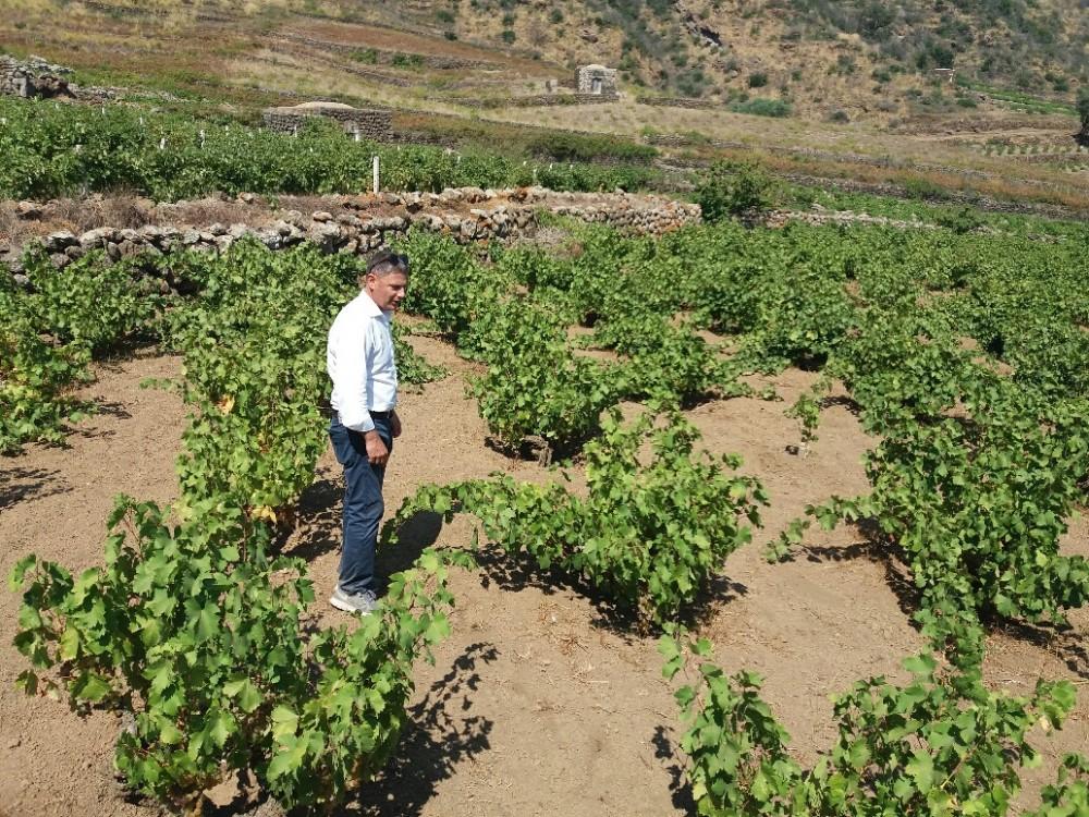 La Pantelleria di Donnafugata Baldo Palermo in mezzo alle vigne di Maurizio Valeriani Parlare di Donnafugata, è un po come parlare della Sicilia del vino, nel senso che l azienda rappresenta un vero