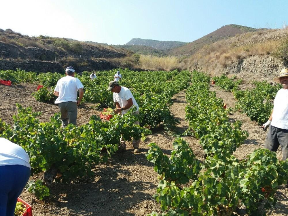 del Consorzio di Tutela della DOC Sicilia e presidente dell Unione Italiana Vini, la principale associazione nazionale delle imprese di settore.