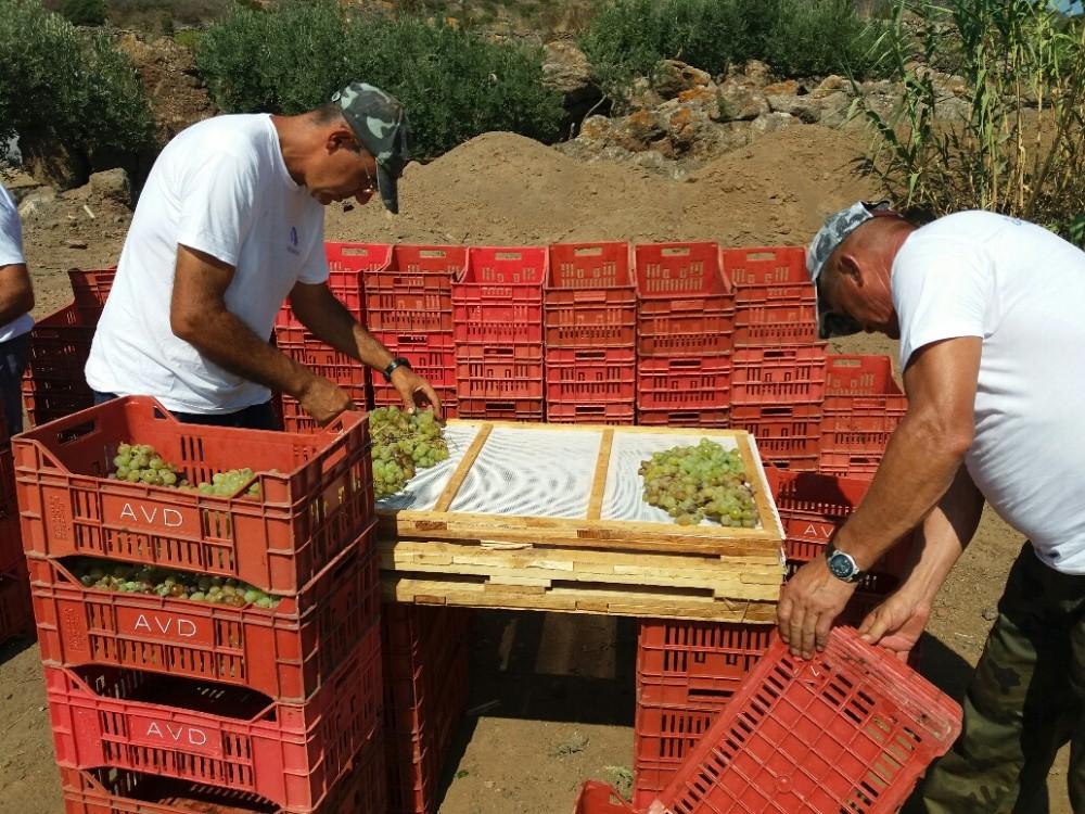 Disposizione uve sui graticci Parliamo di un isola del vento, che soﬃa tutto l anno più o meno intensamente.