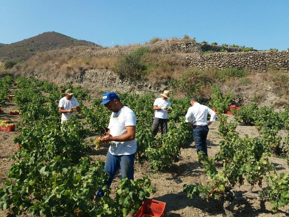 Vendemmia in zona Favarotta Molto interessante è vedere il processo di appassimento, che interessa una parte dell uva e che consentirà di realizzare, come sempre, il Passito di Pantelleria Ben Ryè,