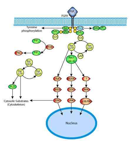 Ligando L interazione tra e recettore attiva il dominio intracellulare del recettore che a sua volta attiva una cascata di reazioni che propagano il segnale all interno della cellula (trasduzione del