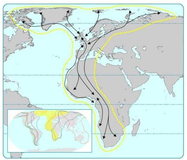 Mediterranean Flyway