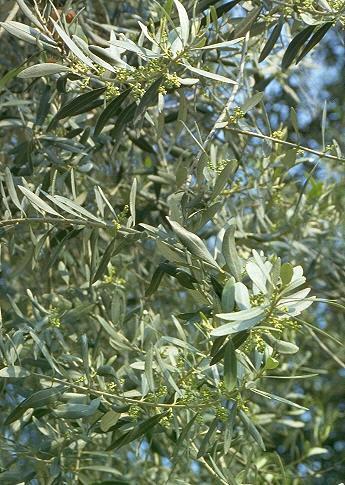 OLEACEAE Famiglia a cui appartengono diversi generi che comprendono specie spontanee, come i Frassini e specie coltivate a scopo alimentare come l'olivo, oppure con una funzione ornamentale come i