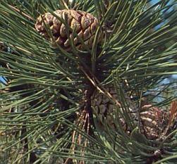 PINACEAE Il genere Pinus (Figg.
