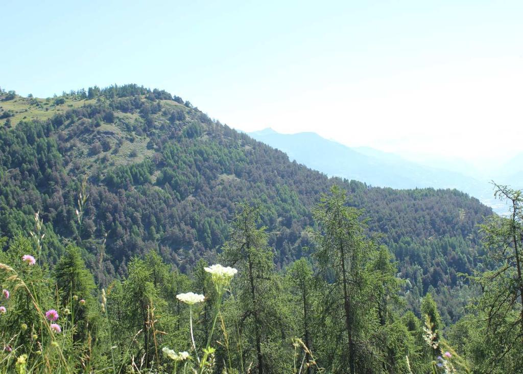 Immagine 3 - Panoramica della pineta di Conclonaz in comune di Sarre L osservazione diretta delle singole piante indica tuttavia una ripresa