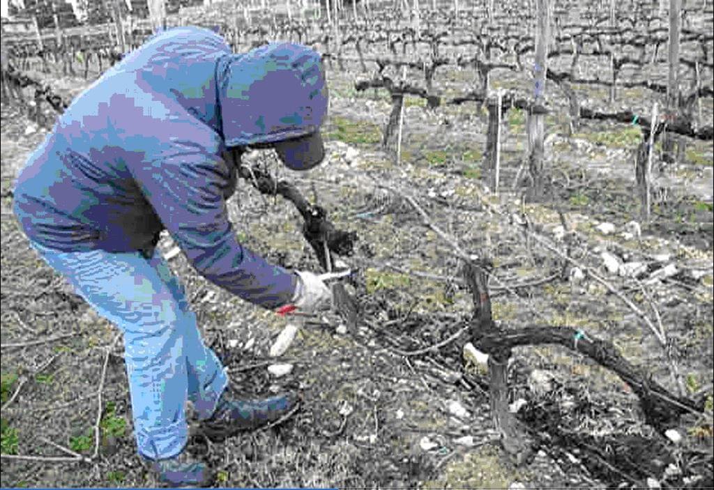 Sovraccarico biomeccanico : potatura potatura invernale ( su secco) Dai dati di letteratura e da indagini precedenti ( Colombini, Occhipinti, Schede di Rischio INAIL 2012 ) Si ipotizza che nella