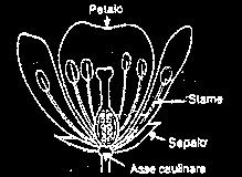 Fiore rappresentato in sezione con petali e sepali liberi La corolla,con i petali come parti singole, costituisce la serie più interna di elementi del perianzio.