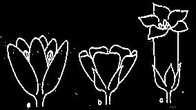 Come i sepali, anche i petali possono essere separati o concresciuti e, rispettivamente, la corolla è detta dialipetala o gamopetala. a. perianzio semplice (perigonio) b.