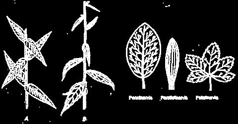 A seconda della loro posizione sul fusto, le foglie sono basali: stanno alla base del fusto o direttamente sul terreno e, se numerose, formano una rosetta (cfr.